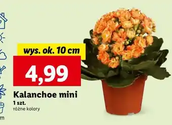 Lidl Kalanchoe mini oferta