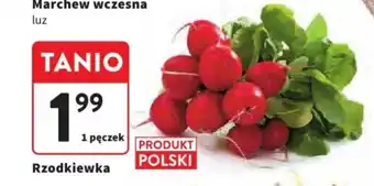 Intermarche Rzodkiewka 1 pęczek oferta