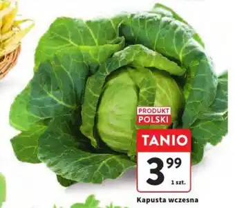Intermarche Kapusta wczesna oferta