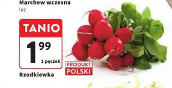 Intermarche Rzodkiewka oferta