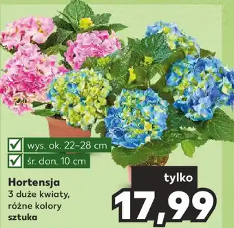 Kaufland Hortensja oferta