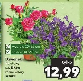 Kaufland Różą oferta
