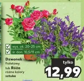 Kaufland Różą oferta