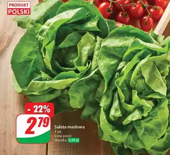 Dino Sałata masłowa polska oferta