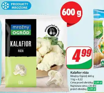 Dino Kalafior Mroźny Ogród oferta