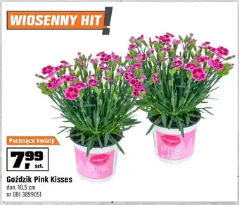 OBI Goździk Pink oferta
