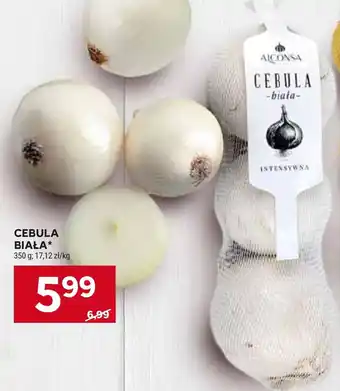 Stokrotka Cebula oferta