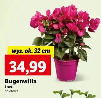 Lidl Bugenwilla 1 szt. oferta