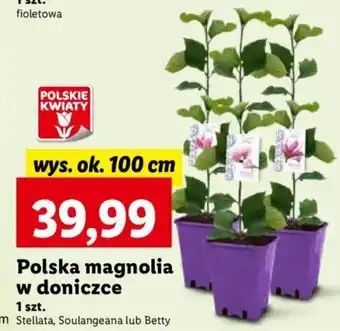 Lidl Polska magnolia w doniczce 1 szt. oferta