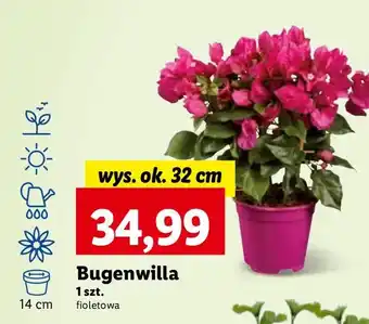 Lidl Bugenwilla 14 cm oferta