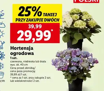 Lidl Hortensja ogrodowa czerwona oferta