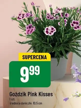 Polomarket Goździk Pink Kisses oferta