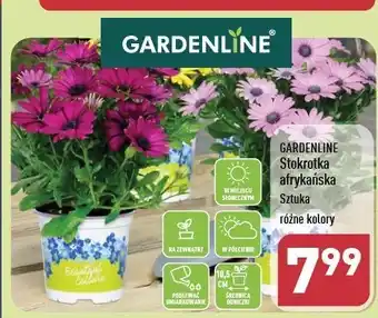 Stokrotka afrykańska don. 10.5 cm Gardenline