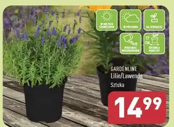 ALDI Lawenda 17 cm Gardenline oferta
