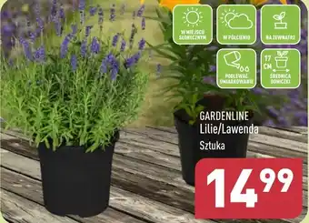 ALDI GARDENLINE Lilie/Lawenda oferta
