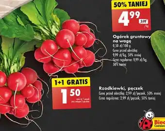 Biedronka Rzodkiewki pęczek oferta