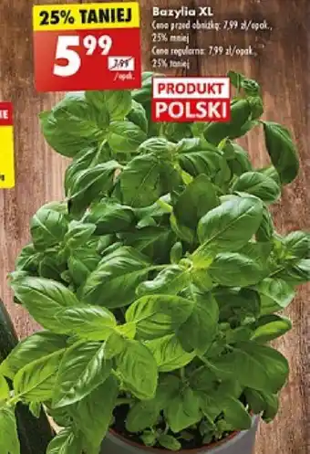 Biedronka Bazylia XL oferta