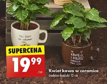 Biedronka Kwiat kawa w ceramice 12 cm oferta