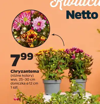 Netto Chryzantema oferta