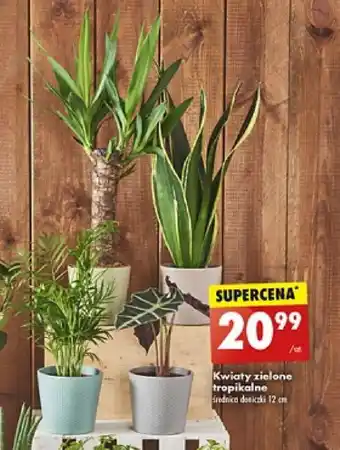 Kwiaty zielone tropikalne