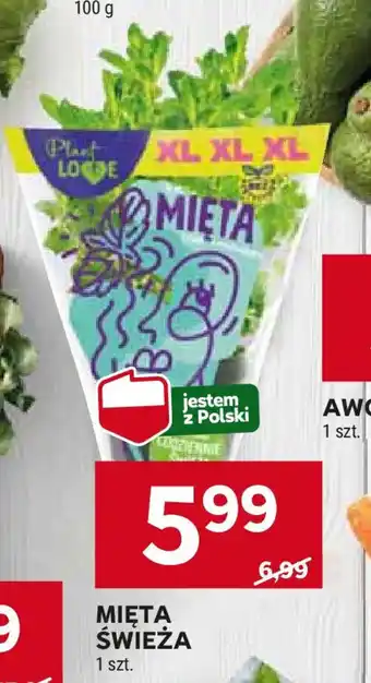 Stokrotka MIĘTA ŚWIEŻA 1 szt. oferta