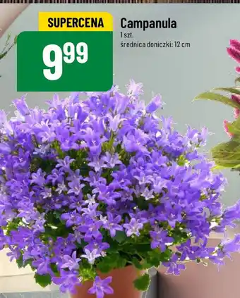 Campanula 1 szt.