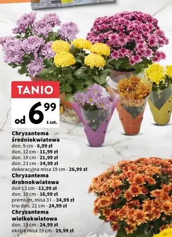 Lidl Chryzantema średniokwiatowa 19 cm 1 SZT oferta