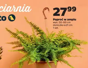 Netto Paproć oferta