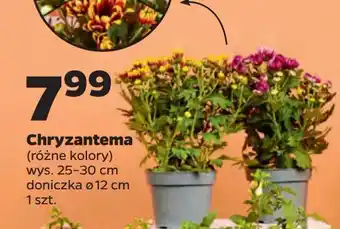 Netto Chryzantema 12 cm oferta