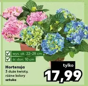Kaufland Hortensja oferta