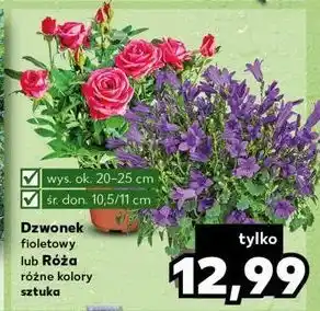 Kaufland Różą oferta