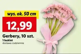 Lidl Gerbery, 10 szt. oferta