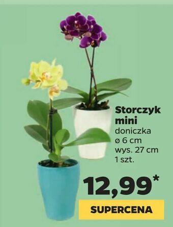 Netto Storczyk mini oferta