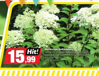 Bricomarche Hortensja Hit oferta