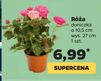 Netto Róża oferta