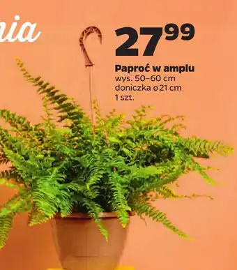 Netto Paproć oferta