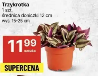 Delikatesy Centrum Trzykrotka 1 szt. oferta