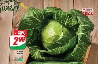 Dino Kapusta młoda polska oferta