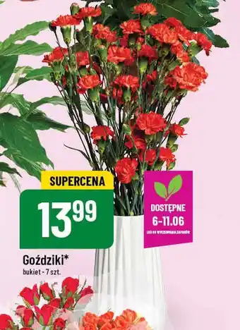 Polomarket Goździki oferta