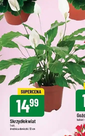 Polomarket Skrzydłokwiat oferta