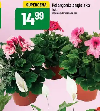 Polomarket Pelargonia angielska oferta