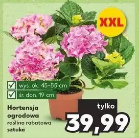 Kaufland Hortensja ogrodowa śr. 19 cm oferta