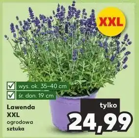 Kaufland Lawenda oferta