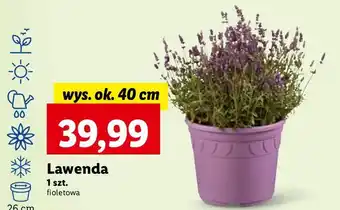 Lidl Lawenda wys. 40 cm oferta