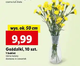Lidl Goździki oferta