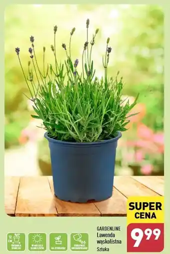 ALDI Lawenda wąskolistna don. 12 cm Gardenline oferta