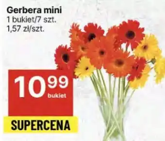 Delikatesy Centrum Gerbera mini oferta