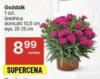 Delikatesy Centrum Goździk oferta