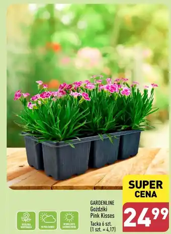 ALDI Goździki Pink Kisses Tacka 6 szt. oferta