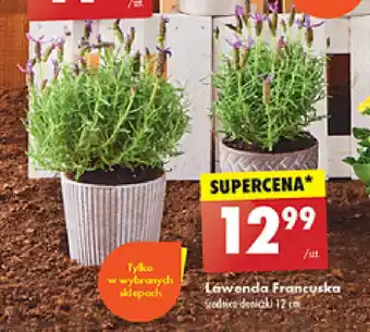 Biedronka Lawenda francuska oferta